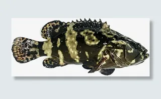 一条新鲜的老虎斑鱼免抠