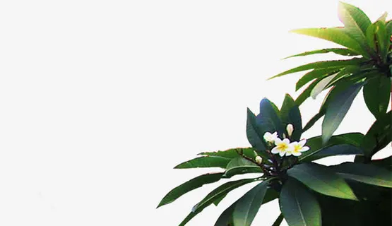 绿色植物房地产海报装饰免抠