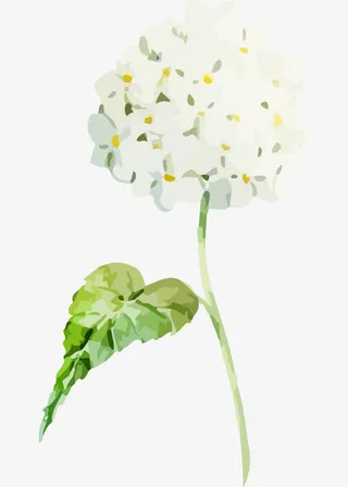 水彩绣球花免抠