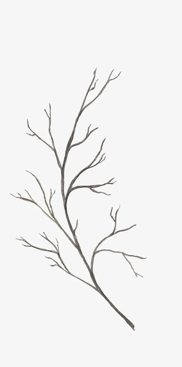 枯枝树干植物图案免抠