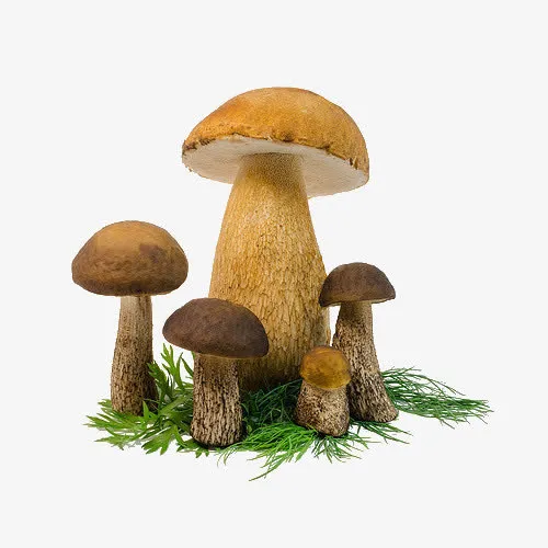 蘑菇草png免抠素材免抠