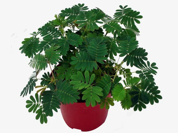 一盆含羞草免抠