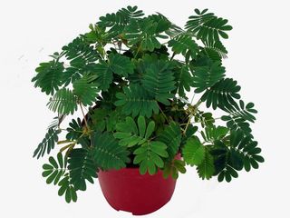 一盆含羞草免抠