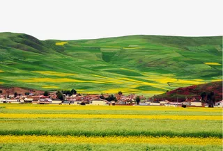 美丽的青海油菜花海免抠