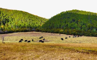 香格里拉景色免抠