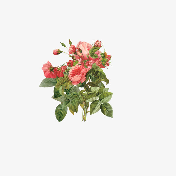 红色鲜花免抠