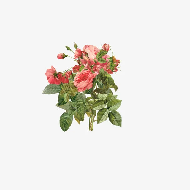 红色鲜花免抠