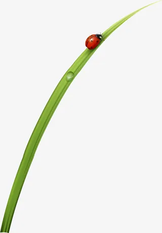 绿色简约小草瓢虫免抠