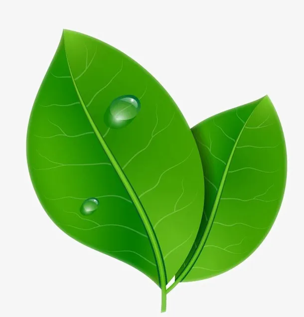 带水珠的树叶插画免抠