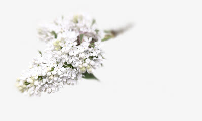 漂浮 白色花朵png免抠