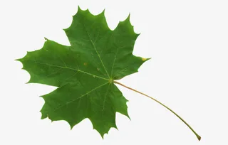 法国梧桐叶免抠