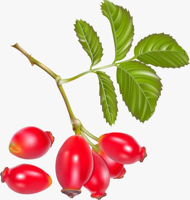 红色山茱萸免抠
