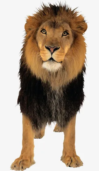 棕黑色雄狮免抠