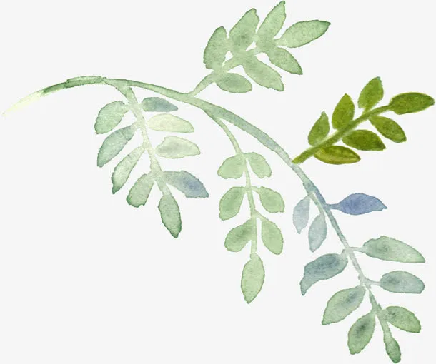 手绘植物免抠