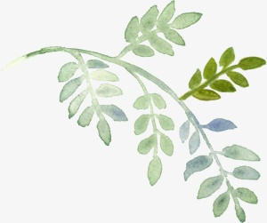 手绘植物免抠