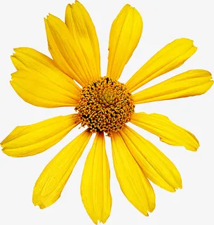 国画花卉素材花卉线描免抠