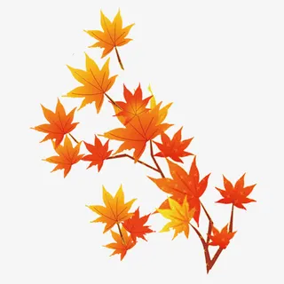 枫叶树丫免抠