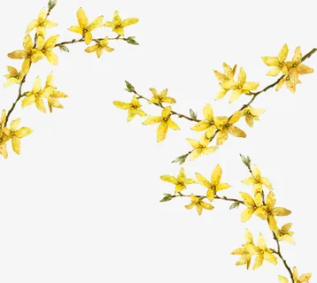 彩绘金色树枝免抠