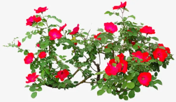 杜鹃花植物免抠
