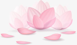 粉色荷花 花瓣免抠