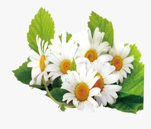 花 png  透明 素材 免 扣元 素免抠