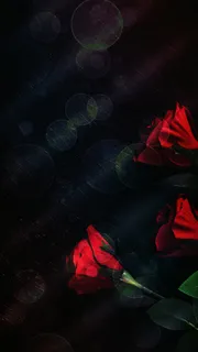 黑色质感玫瑰花花店H5背景素材高清