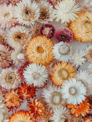 黄白紫菊花背景图高清