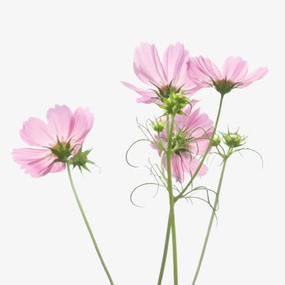 粉色小花免抠