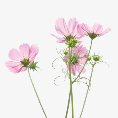 粉色小花免抠