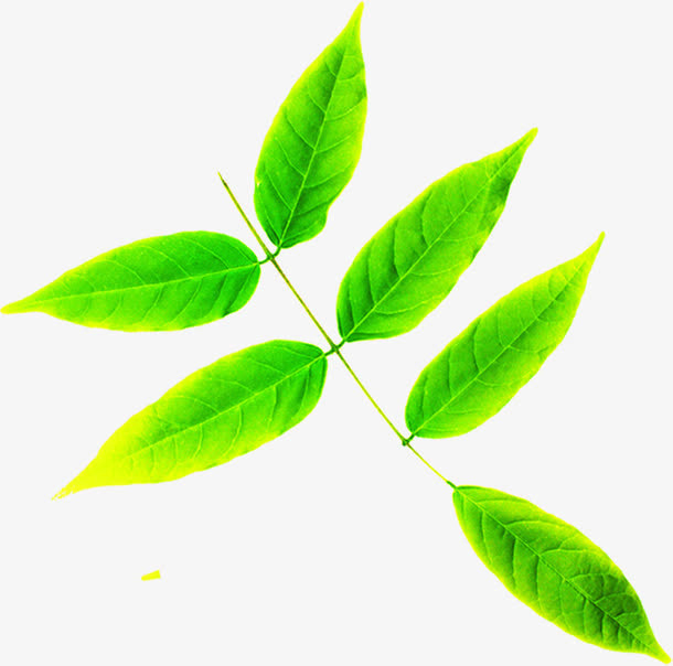 绿色春天嫩绿树叶装饰免抠