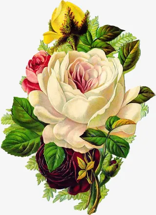 红白玫瑰花免抠