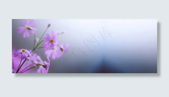 唯美花朵背景海报
