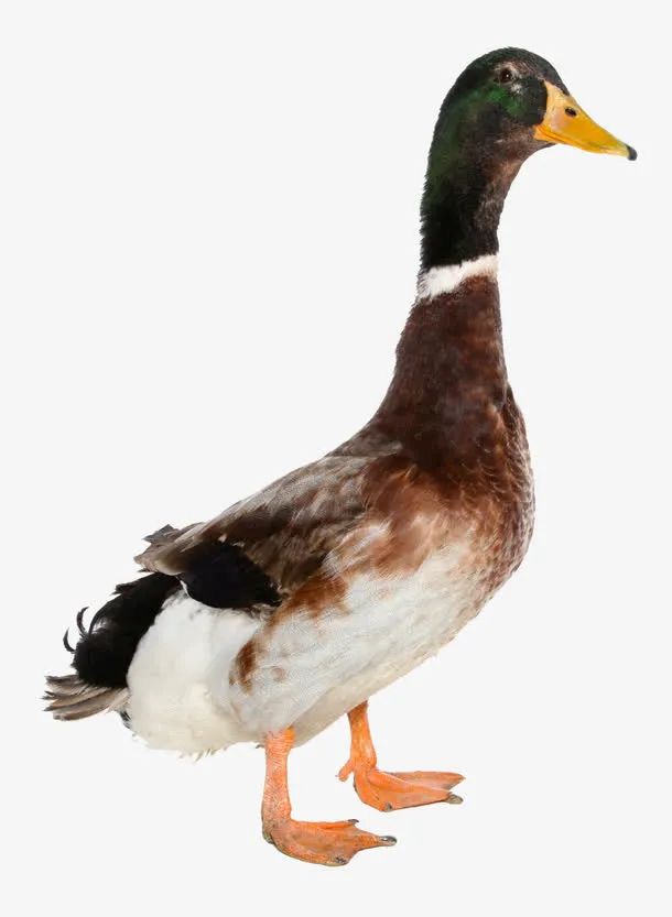 一只鸭子免抠
