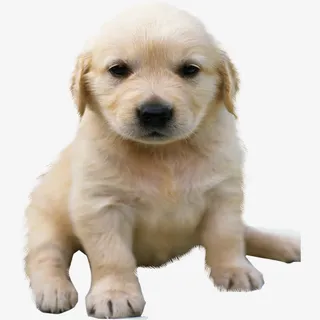 金毛幼犬免抠