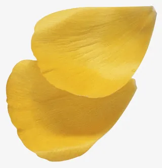 花瓣图形玫瑰花瓣免抠