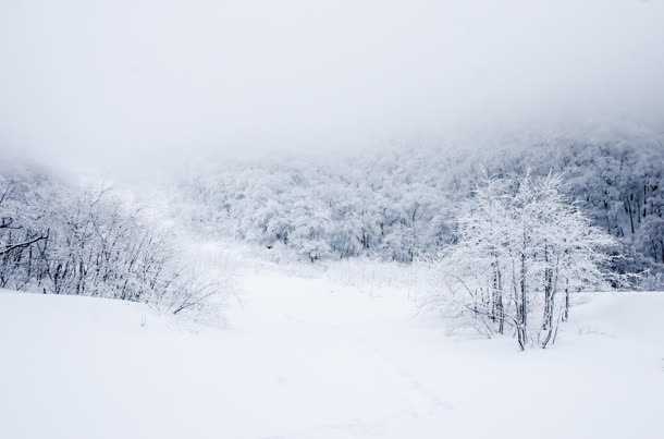 白茫茫的雪地树林免抠