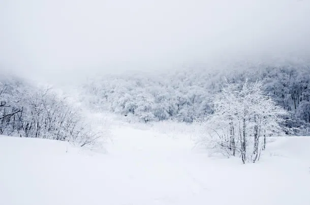 白茫茫的雪地树林免抠