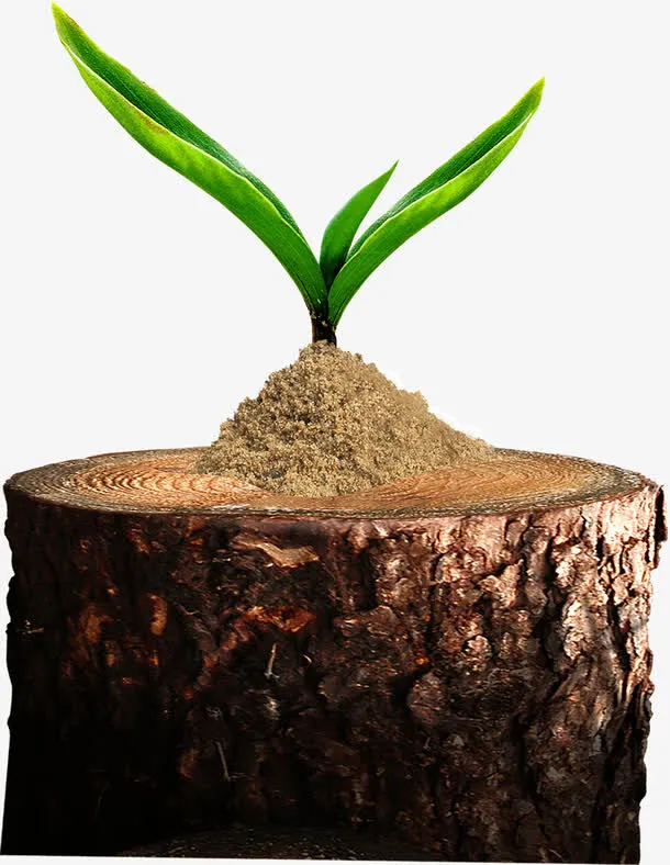 树墩上的嫩芽免抠