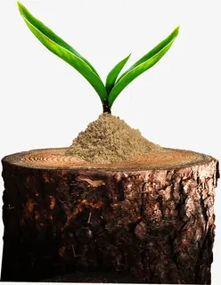 树墩上的嫩芽免抠