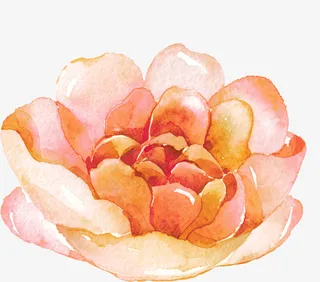 粉色手绘的玫瑰花免抠