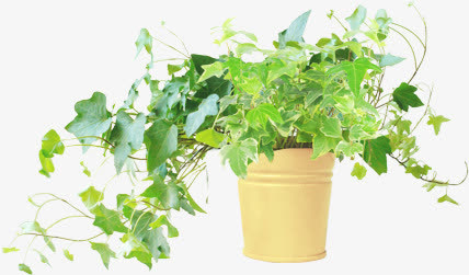 春天藤蔓植物摆件免抠