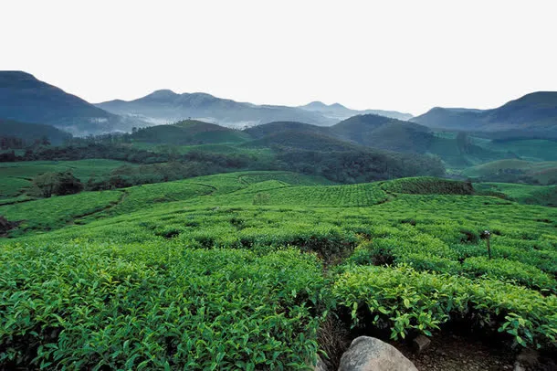 绿色茶园免抠