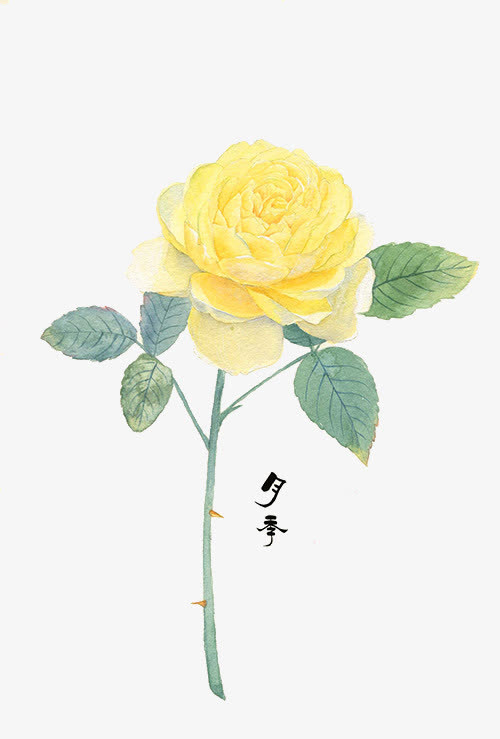 黄色月季花免抠