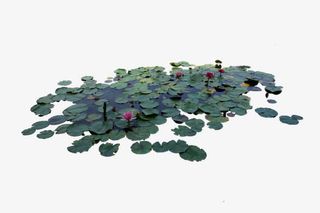 荷塘表面免抠