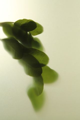 植物风格背景高清