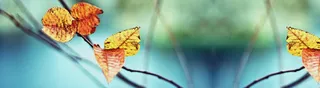 秋天树叶落叶朦胧唯美背景banner