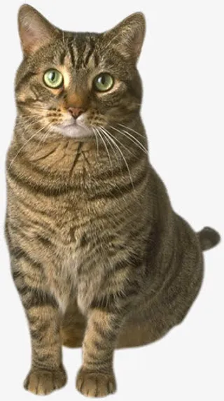 猫动物免抠高清图PNG免抠