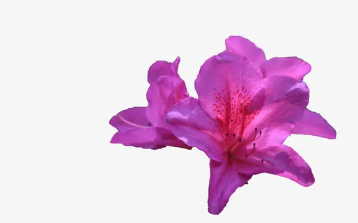 几朵紫色的杜鹃花免抠 几朵紫色的杜鹃花免抠