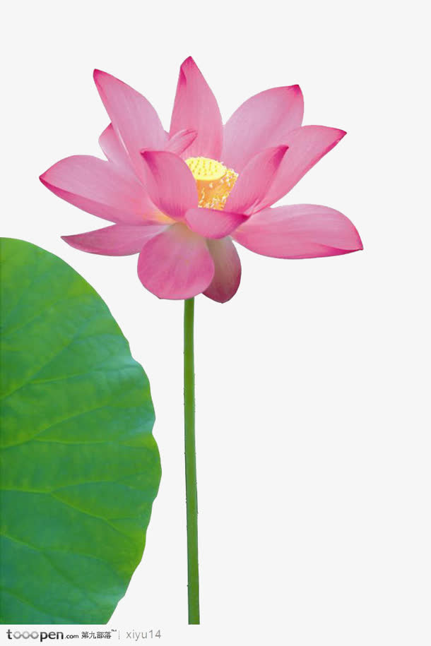 手绘荷花红色荷花免抠