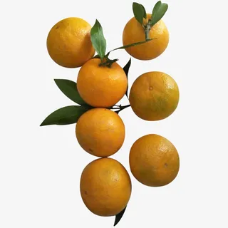 一串皇帝柑手剥橙实物免抠免抠